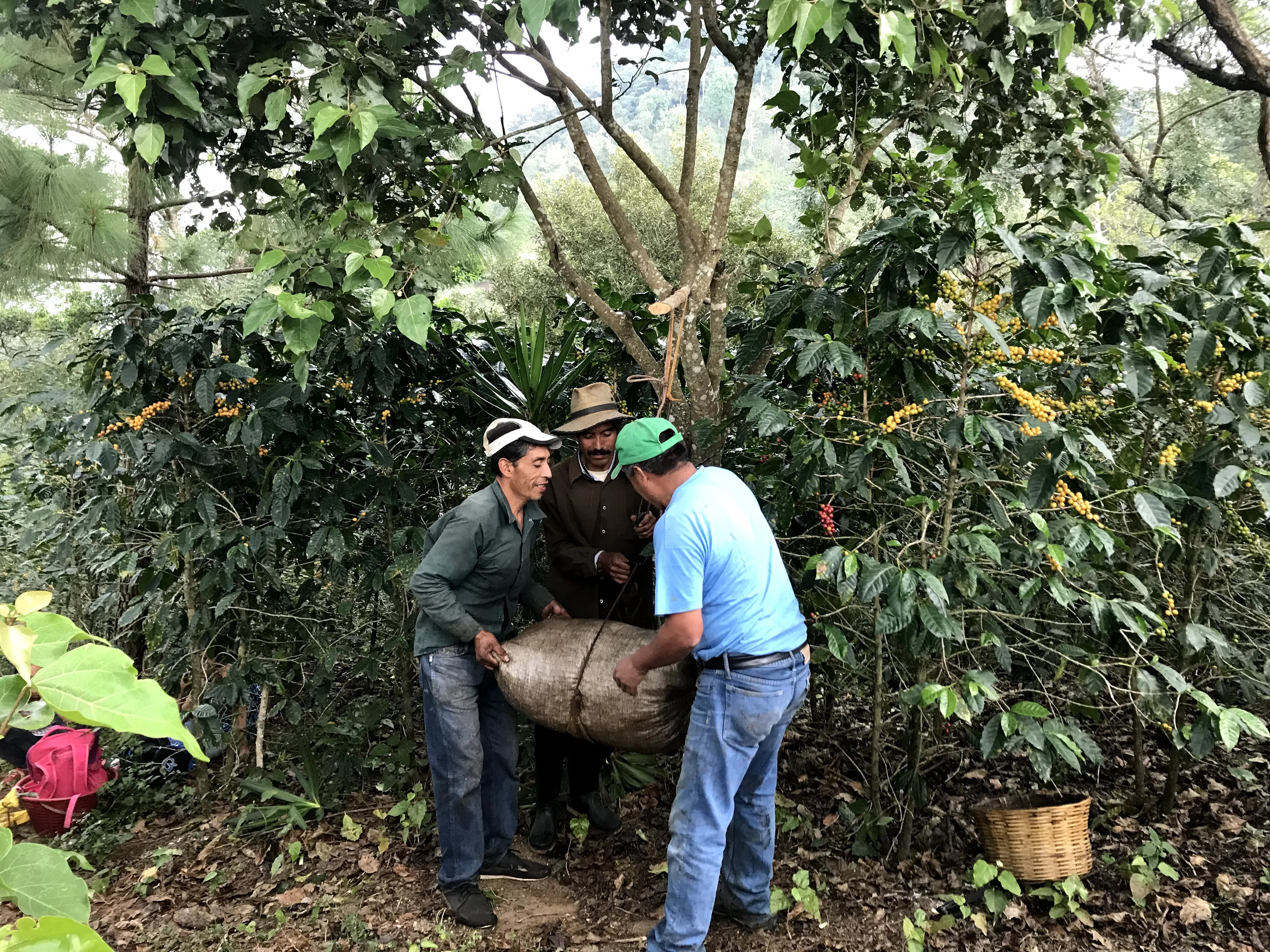 Guatemala Erika Sanchez Washed Arabica Roasted Coffee