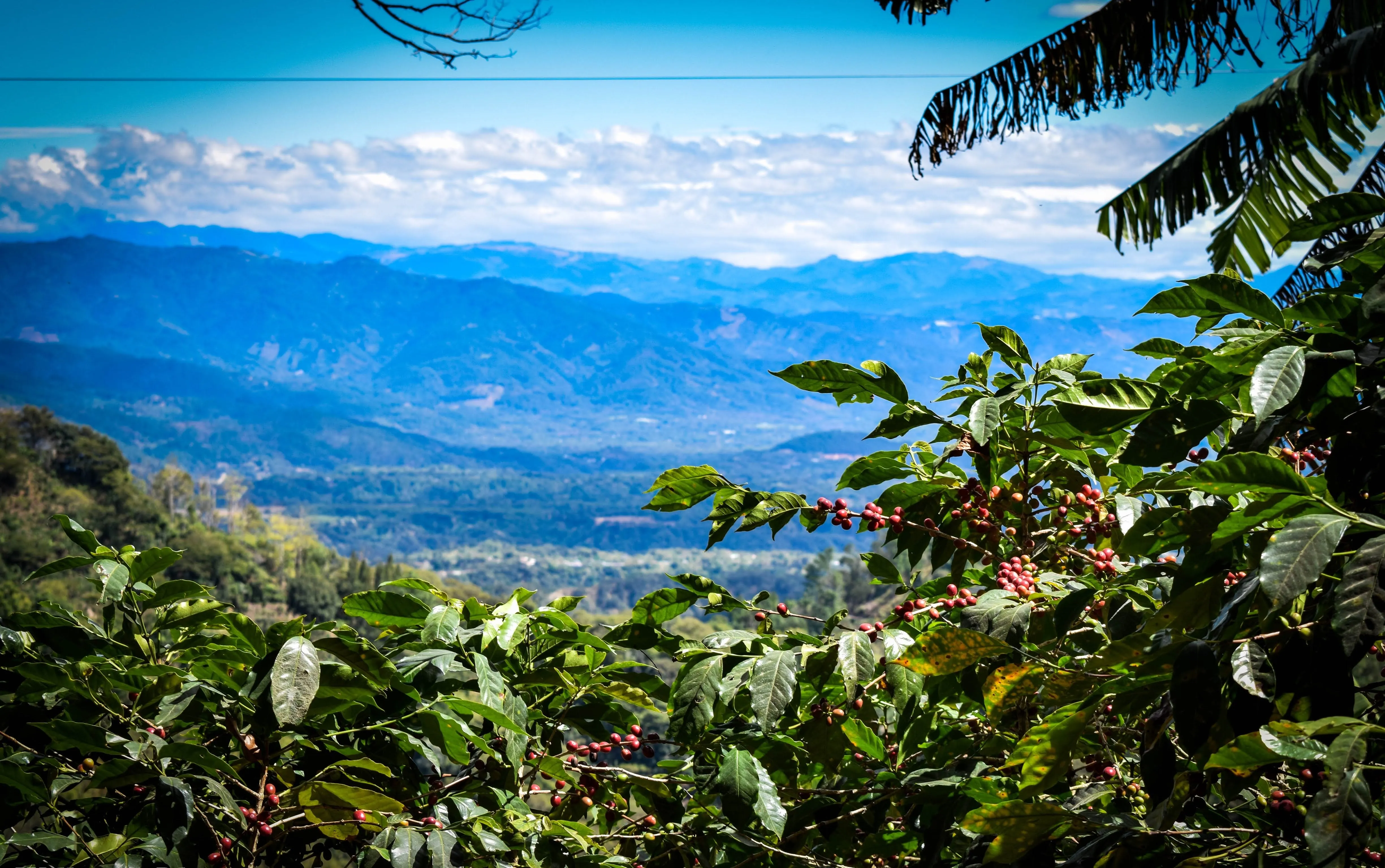 Guatemala Erika Sanchez Washed Arabica Roasted Coffee