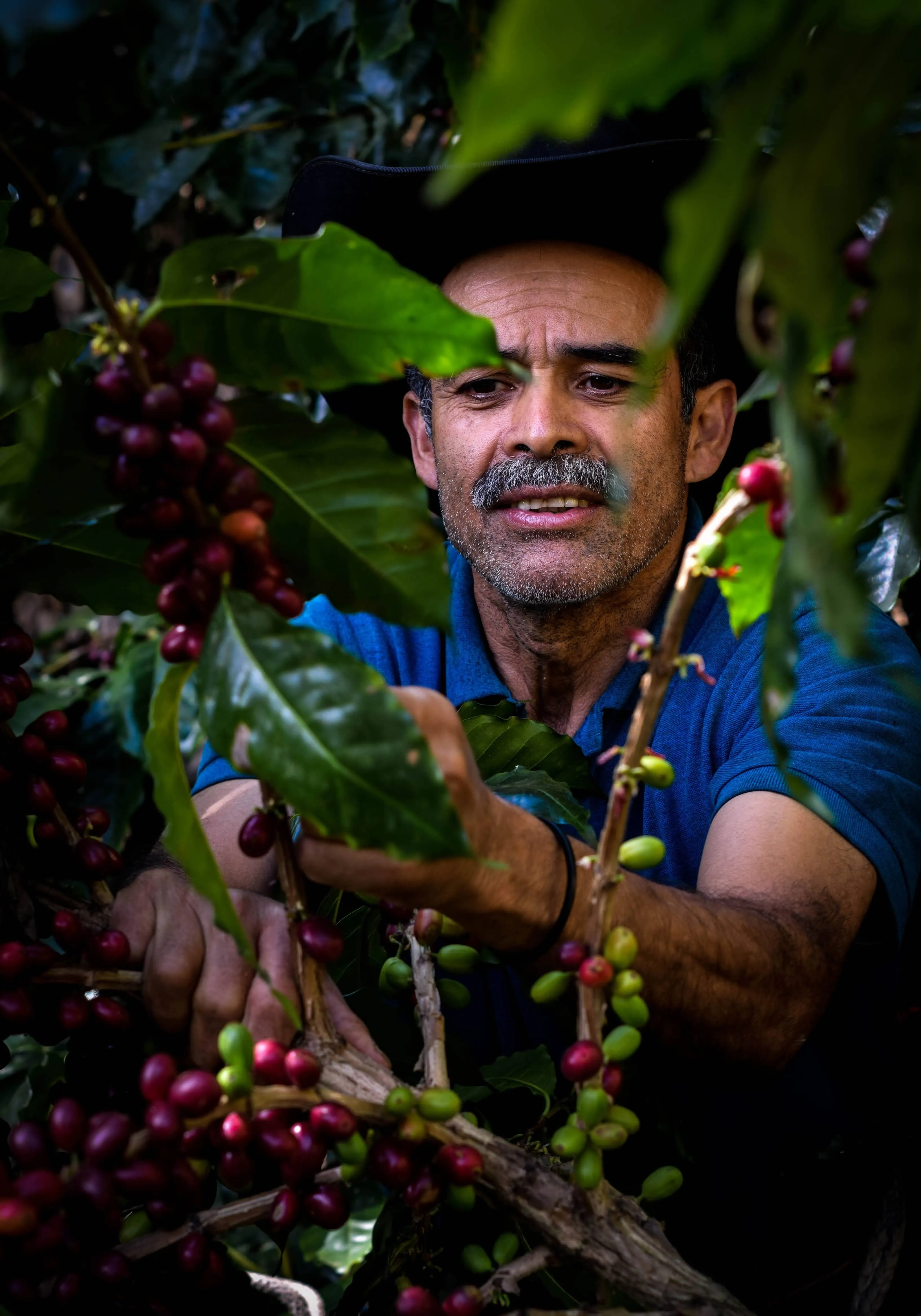 Guatemala Erika Sanchez Washed Arabica Roasted Coffee